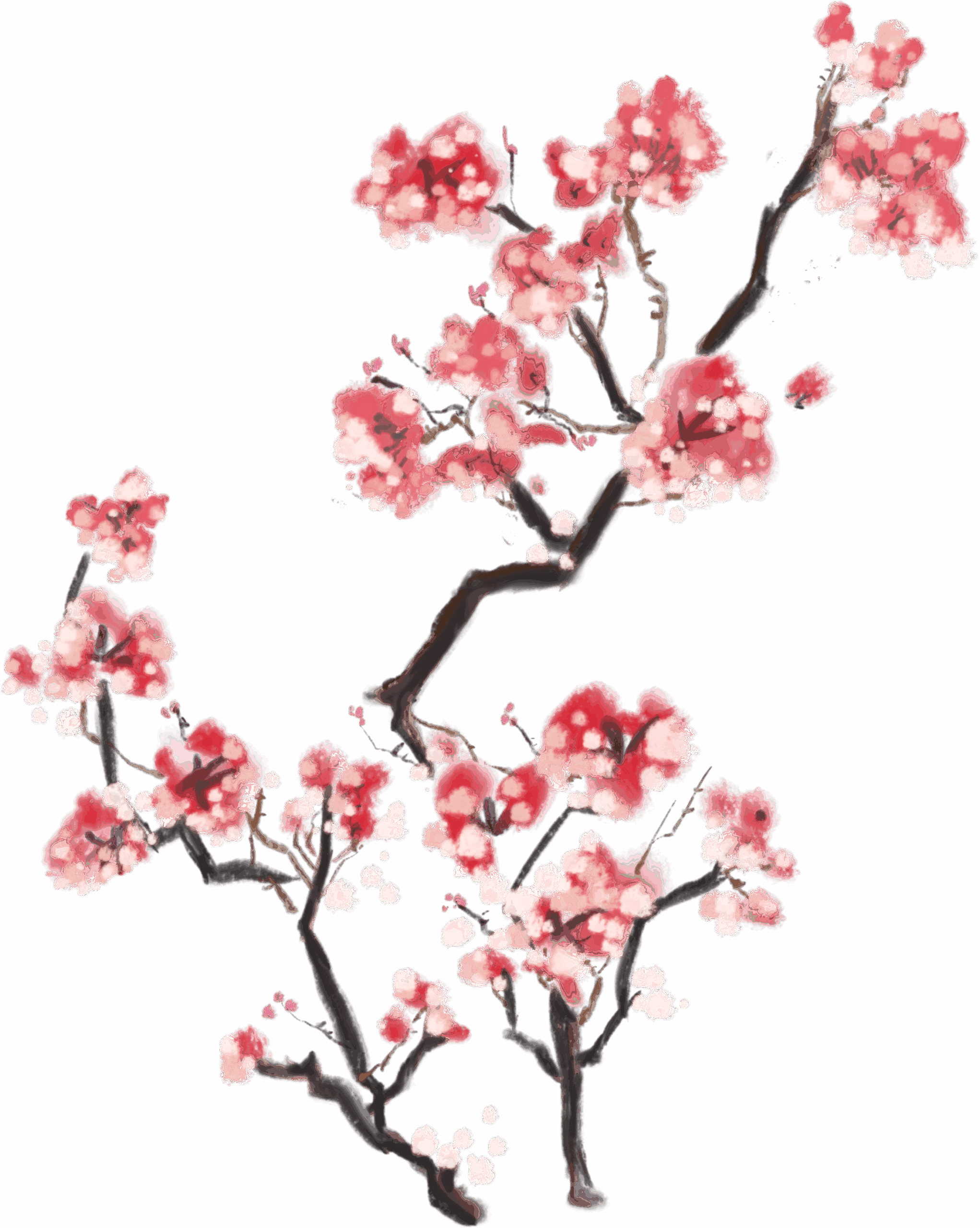 cherry